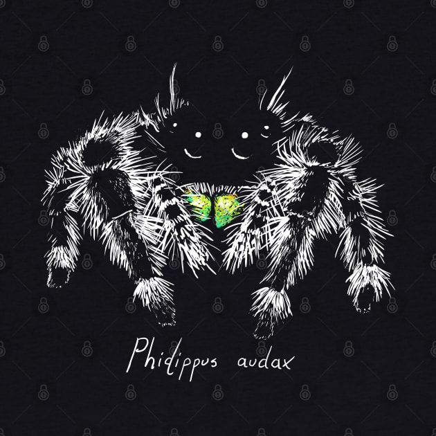 Phidippus audax by Meganopteryx